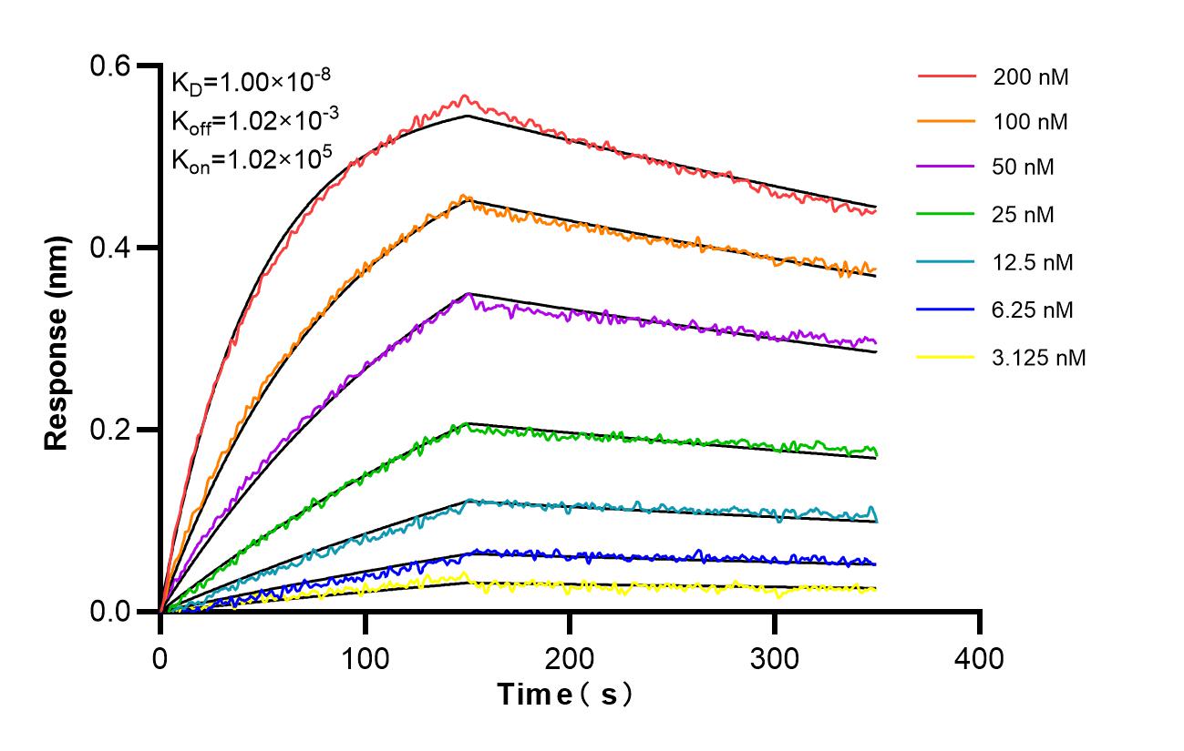 Biolayer interferometry (BLl) kinetic assays of <a class='green' href='/productredirect?CatalogNo=87009-2-RR' target='_blank'>87009-2-RR</a> against Human ELK1 were performed. The affinity constant is 10.0 nM. Affinity and Kinetic Characterization of 87009-2-RR