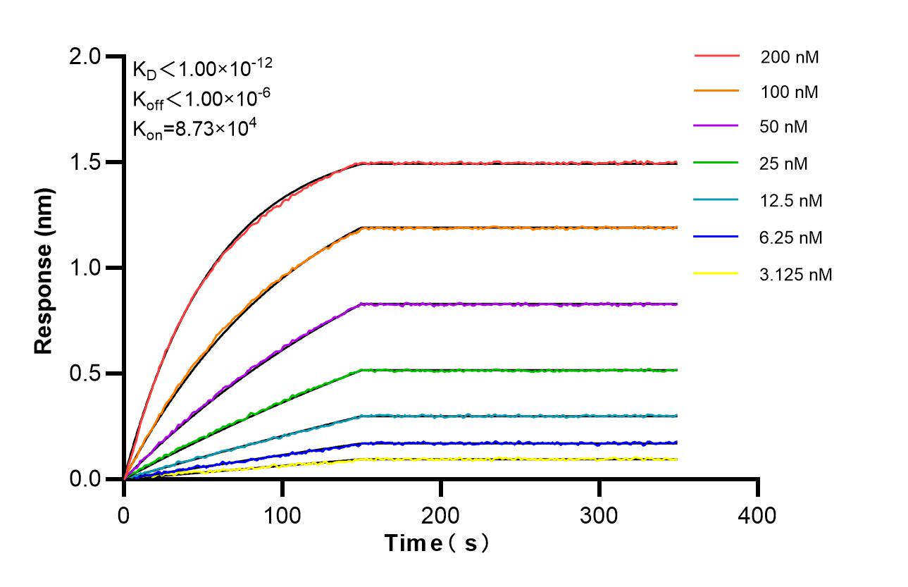 Biolayer interferometry (BLl) kinetic assays of <a class='green' href='/productredirect?CatalogNo=87012-1-RR' target='_blank'>87012-1-RR</a> against Human JAB1 were performed. The affinity constant is below 1 pM. Affinity and Kinetic Characterization of 87012-1-RR