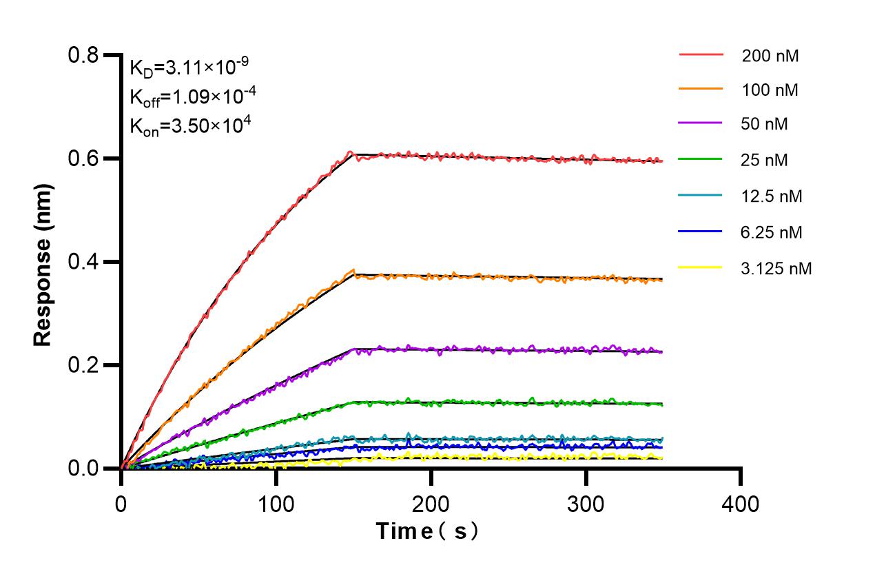 Affinity and Kinetic Characterization of 87022-1-RR