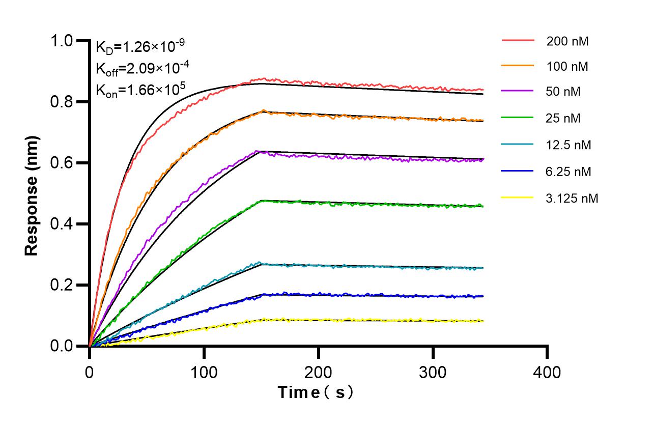 Affinity and Kinetic Characterization of 87035-1-RR