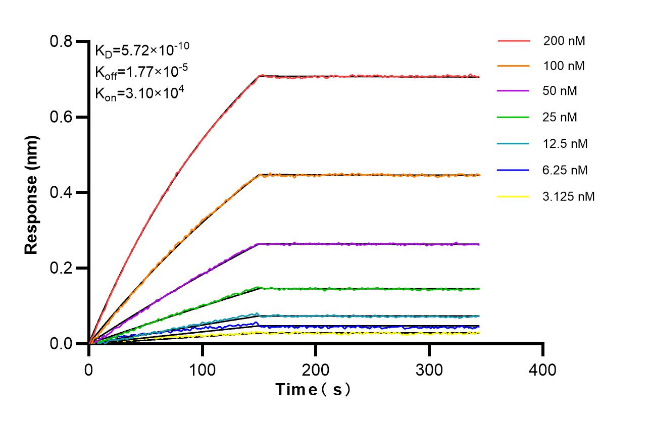 Affinity of 87039-1-RR Affinity of 87039-1-RR