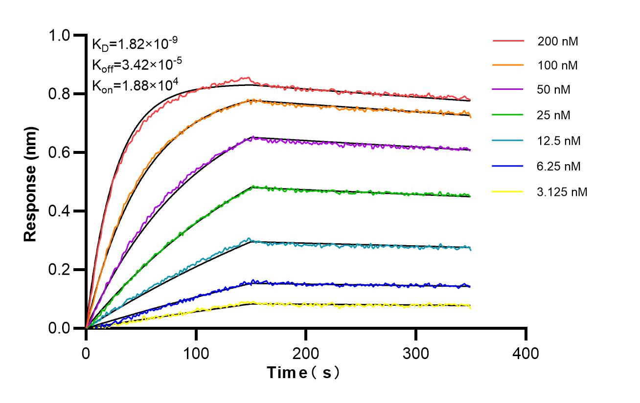 Affinity and Kinetic Characterization of 87048-2-RR