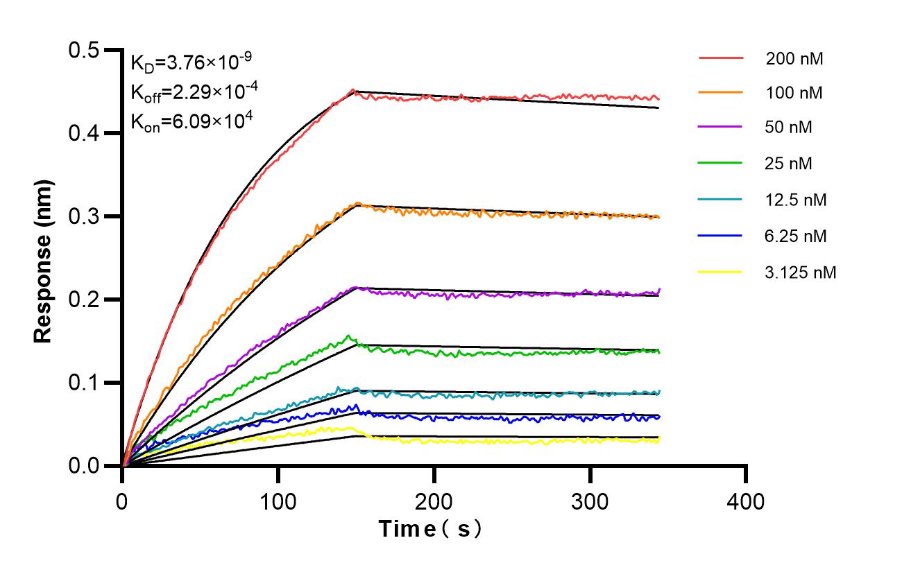 Affinity and Kinetic Characterization of 87050-1-RR Affinity and Kinetic Characterization of 87050-1-RR