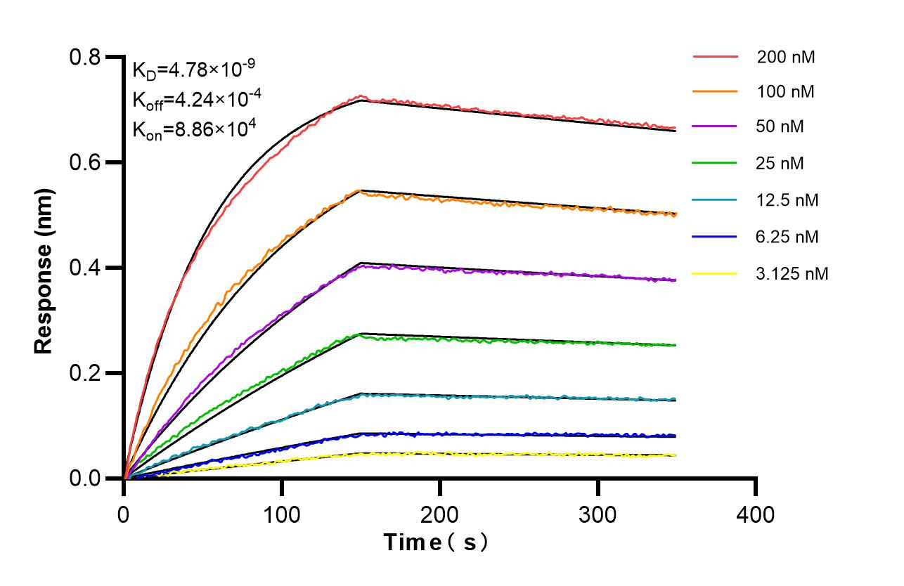 Affinity of 87056-3-RR Affinity of 87056-3-RR