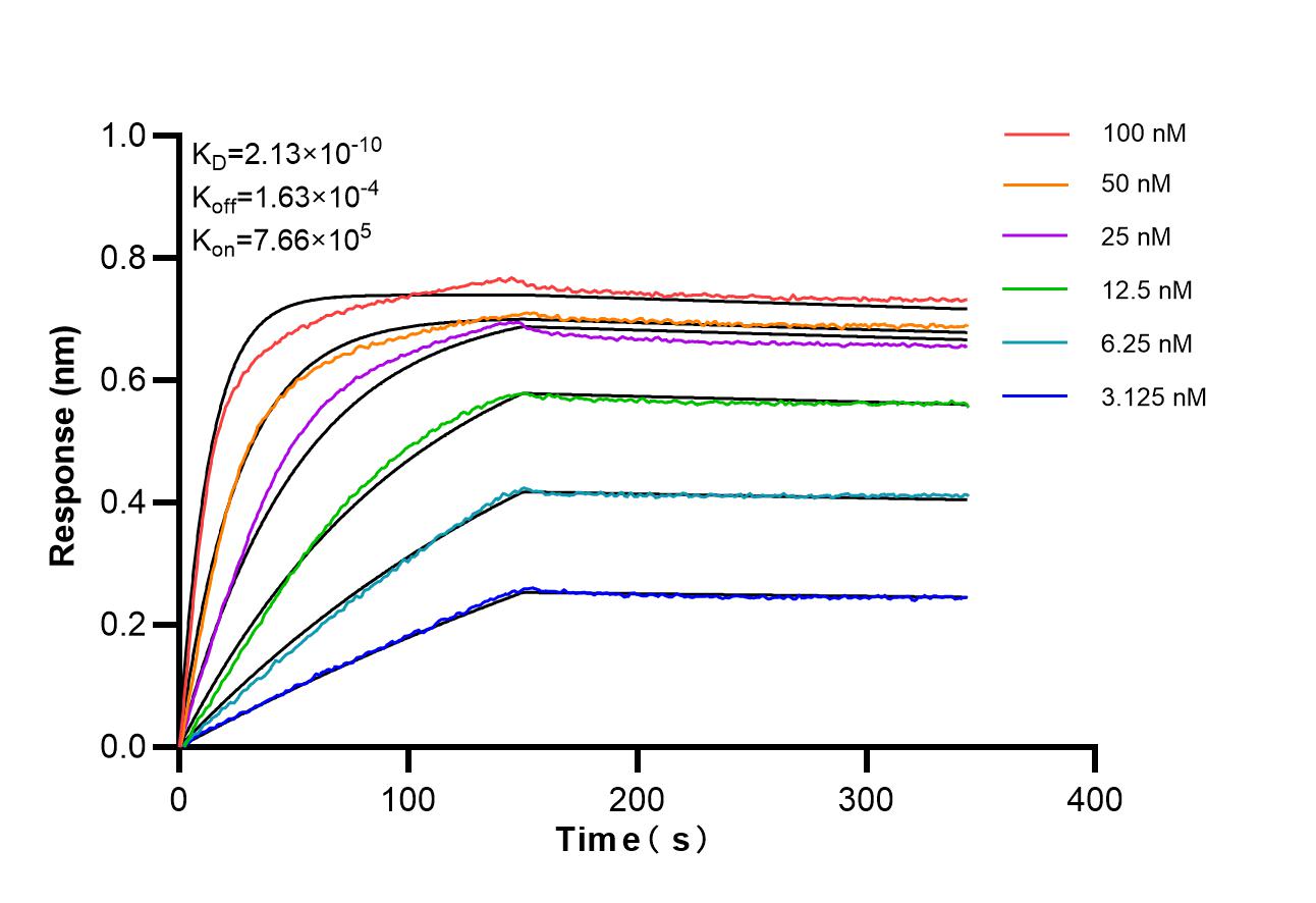 Affinity of 87069-3-RR Affinity of 87069-3-RR