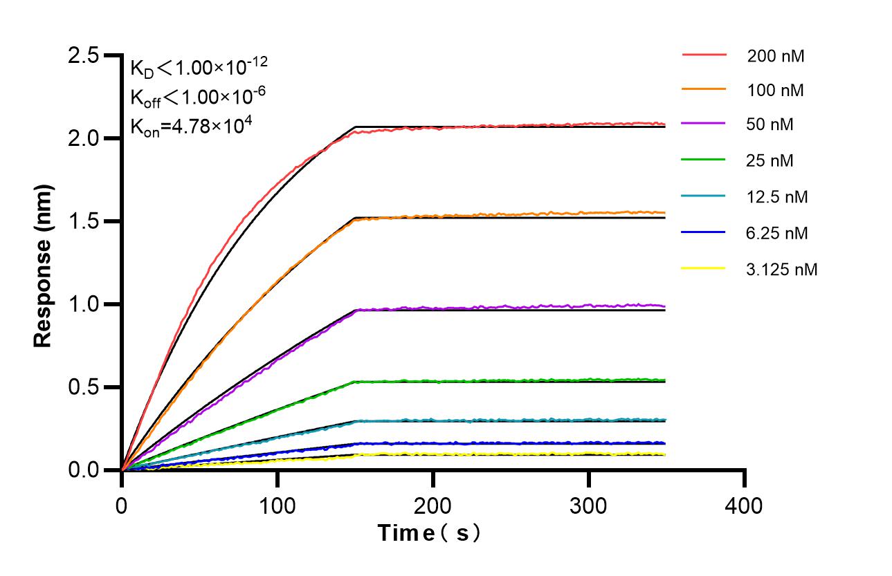 Affinity and Kinetic Characterization of 87082-1-RR