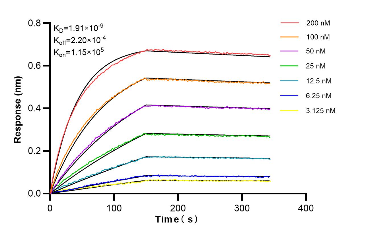 Affinity of 87093-1-RR Affinity of 87093-1-RR