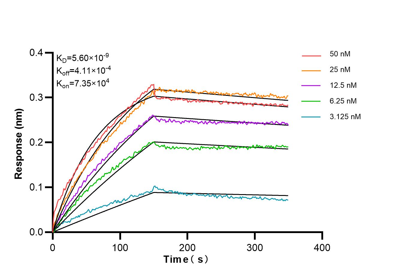 Biolayer interferometry (BLl) kinetic assays of <a class='green' href='/productredirect?CatalogNo=87097-1-RR' target='_blank'>87097-1-RR</a> against Human CD21 were performed. The affinity constant is 5.60 nM. Affinity and Kinetic Characterization of 87097-1-RR