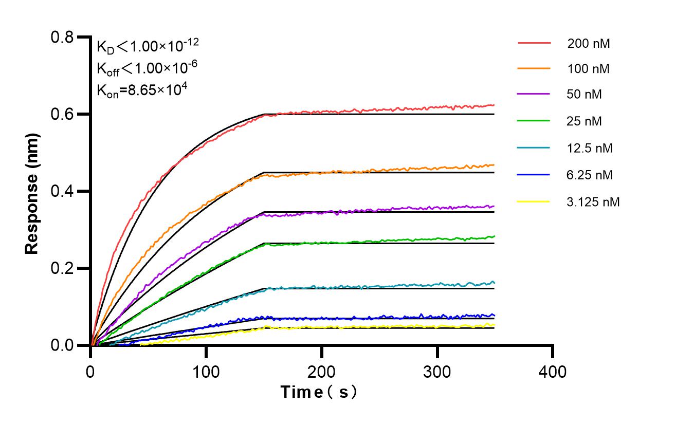 Biolayer interferometry (BLl) kinetic assays of <a class='green' href='/productredirect?CatalogNo=87107-1-RR' target='_blank'>87107-1-RR</a> against Human MUC13 were performed. The affinity constant is below 1 pM. Affinity of 87107-2-RR