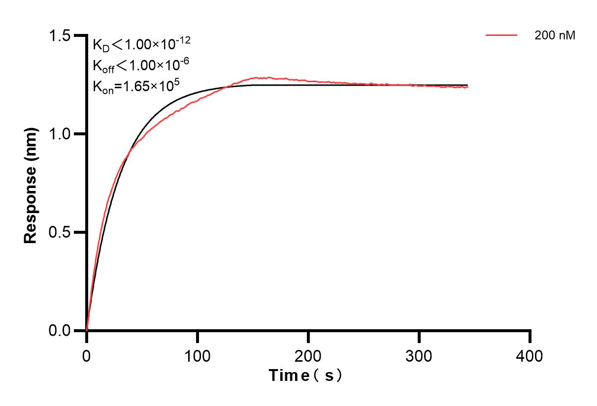 Affinity and Kinetic Characterization of 87142-1-PBS Affinity and Kinetic Characterization of 87142-1-PBS