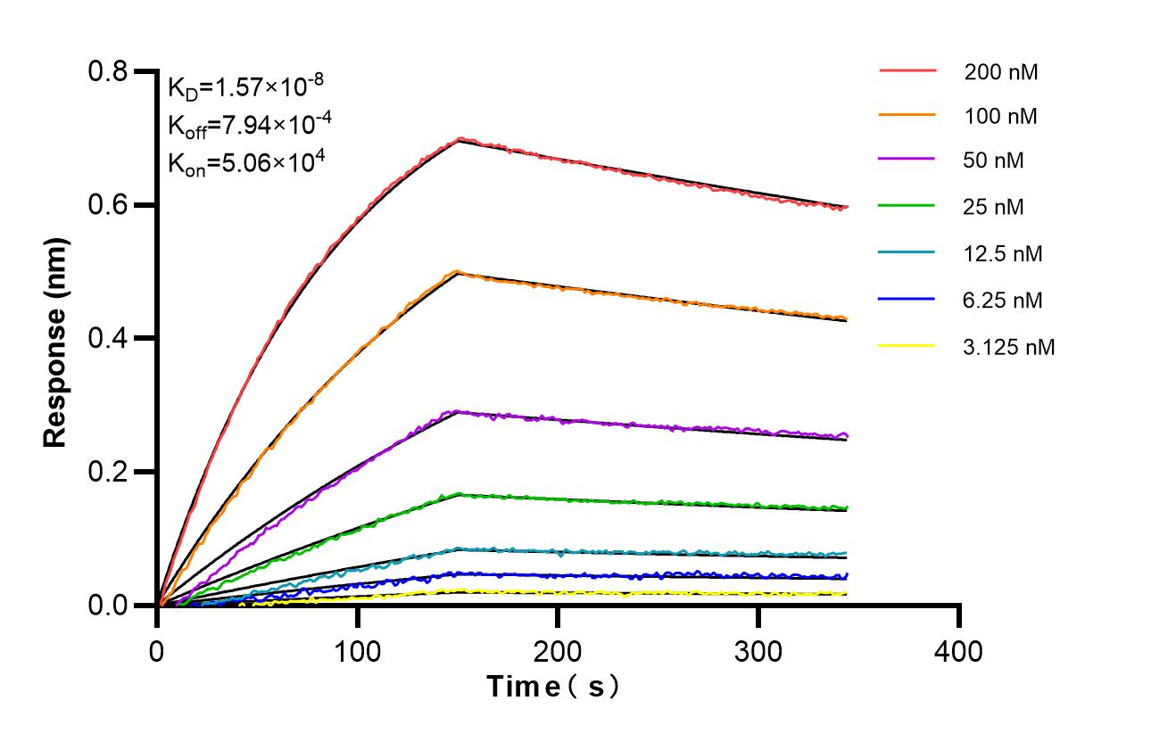 Affinity of 87145-2-RR Affinity of 87145-2-RR