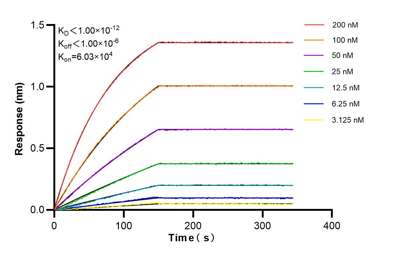 Affinity of 87156-1-RR Affinity of 87156-1-RR