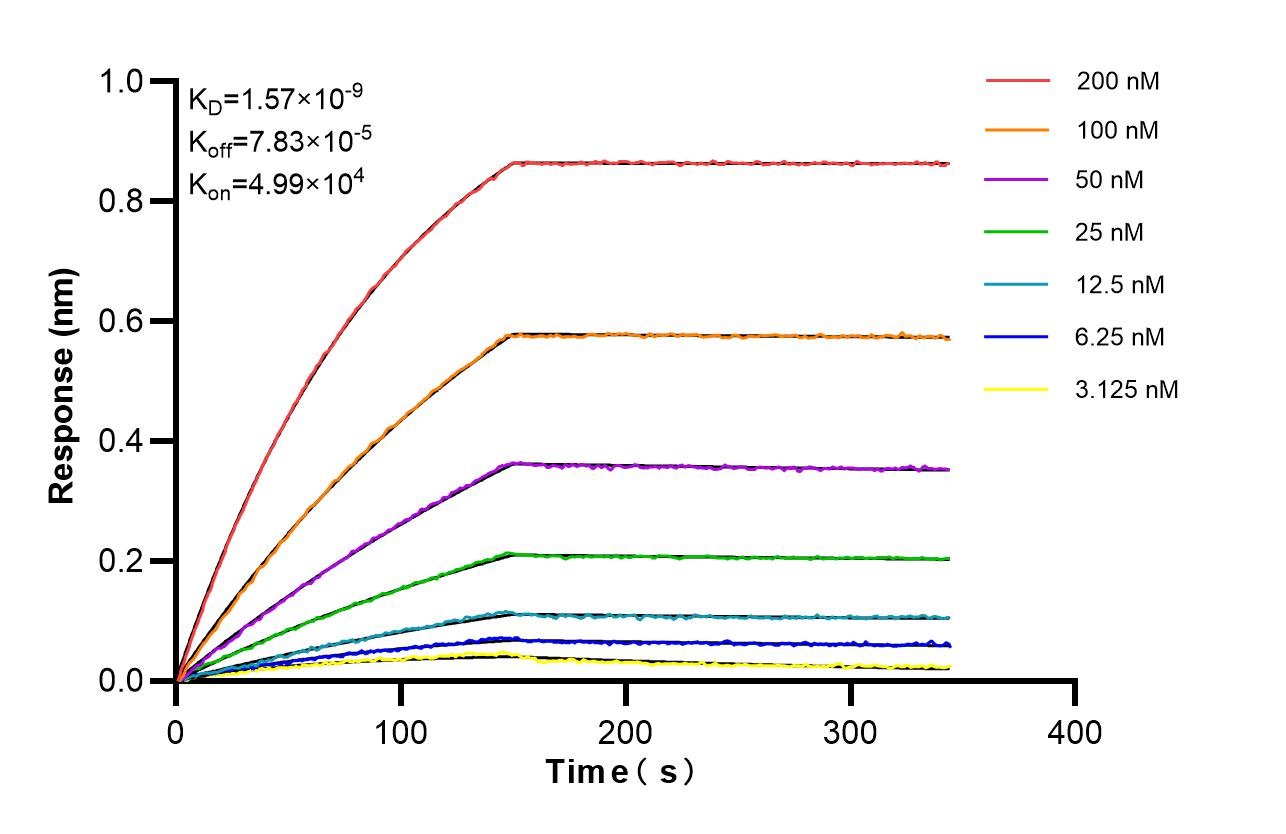 Biolayer interferometry (BLl) kinetic assays of <a class='green' href='/productredirect?CatalogNo=87158-1-RR' target='_blank'>87158-1-RR</a> against Human CAPN3 were performed. The affinity constant is 1.57 nM. Affinity of 87158-1-RR