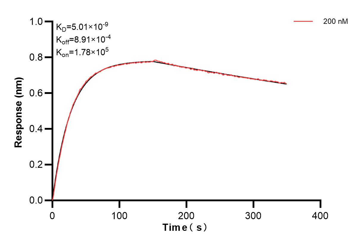 Biolayer interferometry (BLl) kinetic assay of 87170-2-PBS against Human BLNK was performed. The affinity constant is 5.01 nM. Affinity of 87170-2-PBS