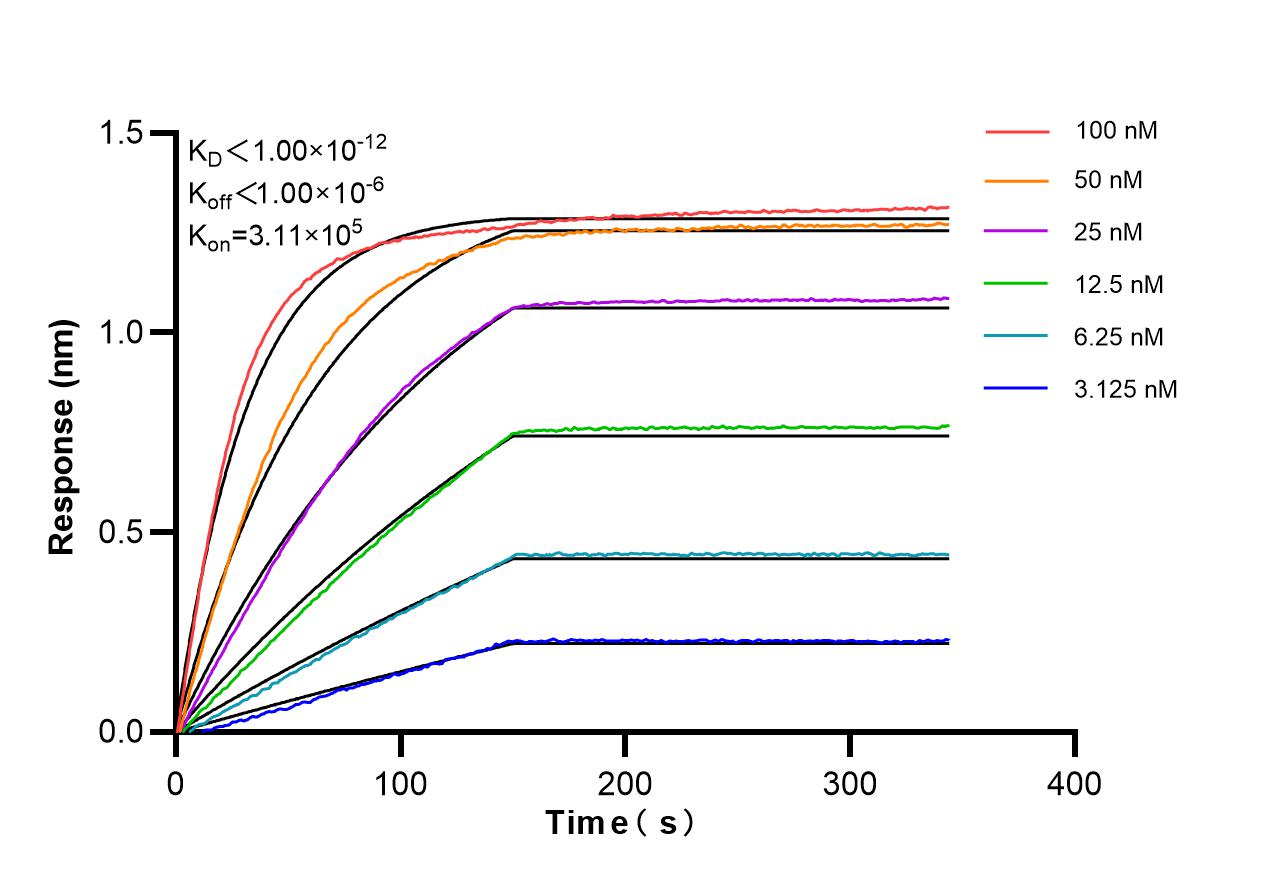 Affinity of 87175-3-RR Affinity of 87175-3-RR