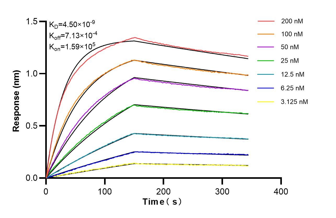 Affinity of 87176-3-RR Affinity of 87176-3-RR