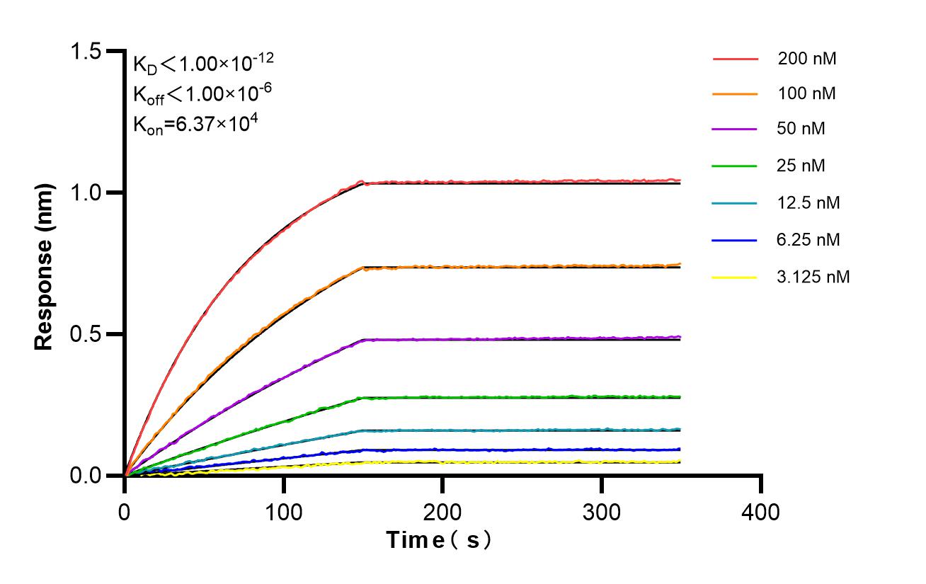 Biolayer interferometry (BLl) kinetic assays of <a class='green' href='/productredirect?CatalogNo=87196-1-RR' target='_blank'>87196-1-RR</a> against Human TRIM38 were performed. The affinity constant is below 1 pM. Affinity of 87196-1-RR
