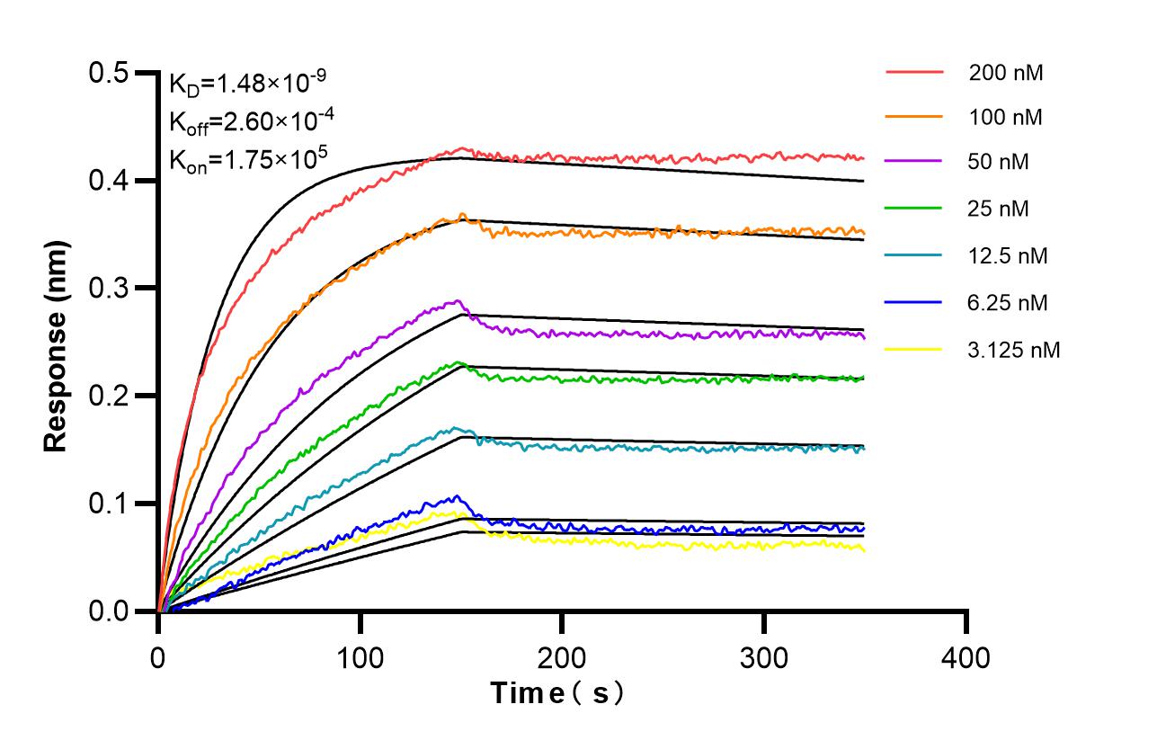 Biolayer interferometry (BLl) kinetic assays of 87241-3-RR against Human PARM1 were performed. The affinity constant is 1.48 nM. Affinity of 87241-3-RR
