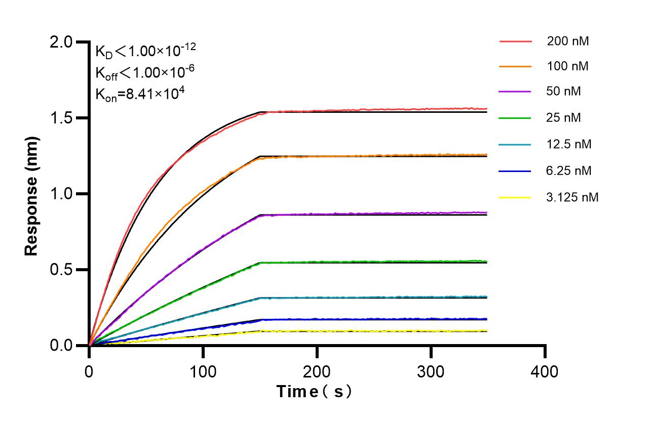Affinity of 87244-1-RR Affinity of 87244-1-RR
