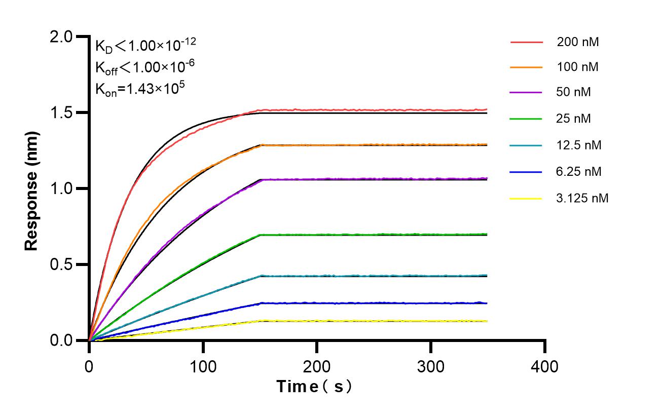 Affinity of 87246-1-RR Affinity of 87246-1-RR