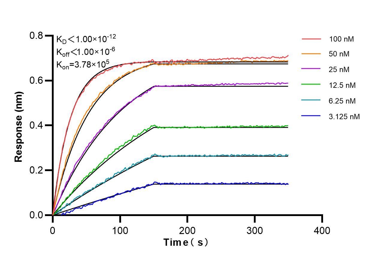 Affinity of 87251-1-RR Affinity of 87251-1-RR