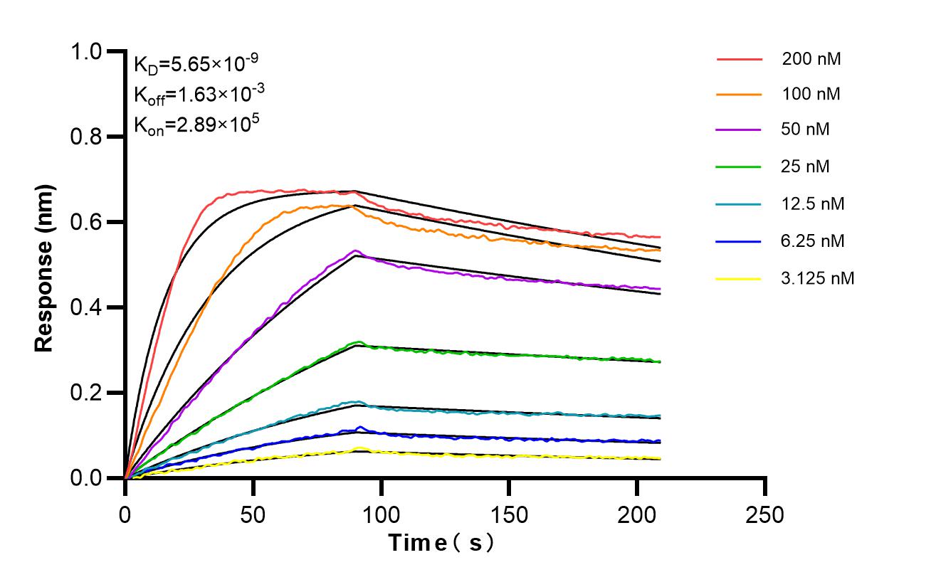Affinity of 87253-1-RR Affinity of 87253-1-RR