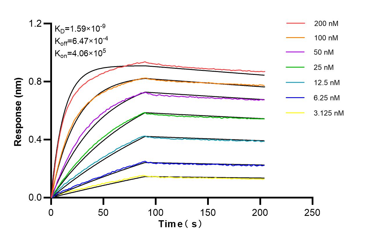 Affinity of 87266-1-RR Affinity of 87266-1-RR