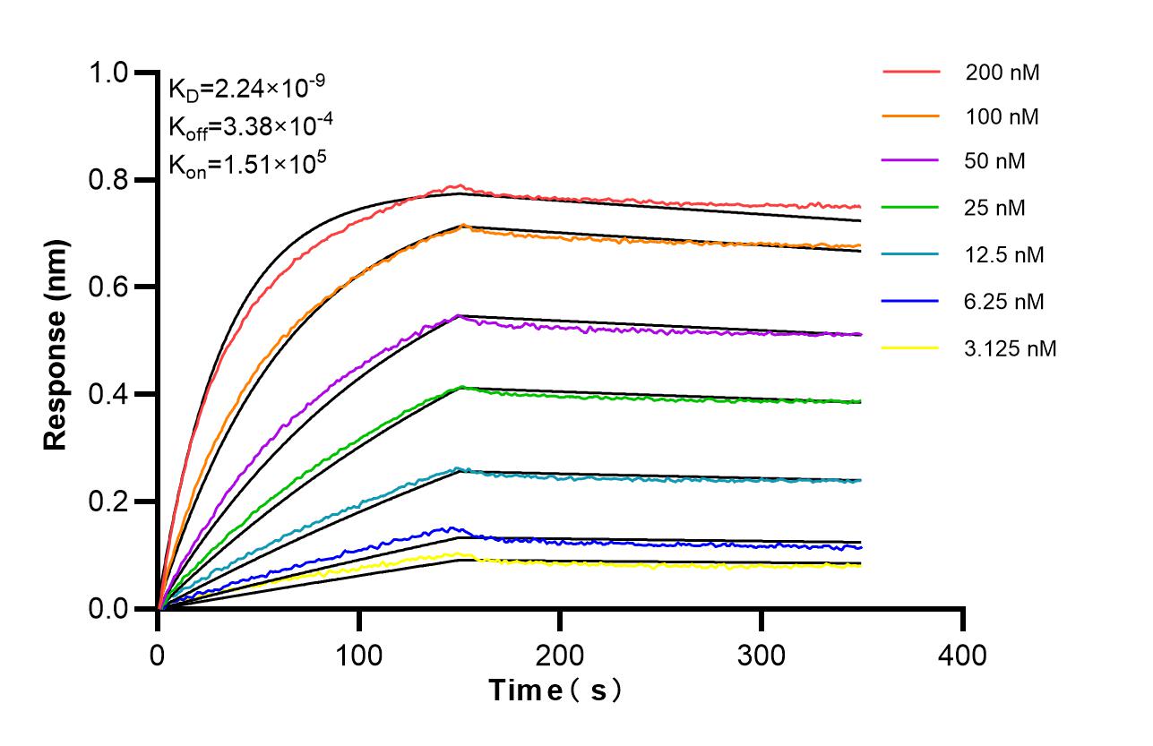 Affinity of 87283-1-RR Affinity of 87283-1-RR