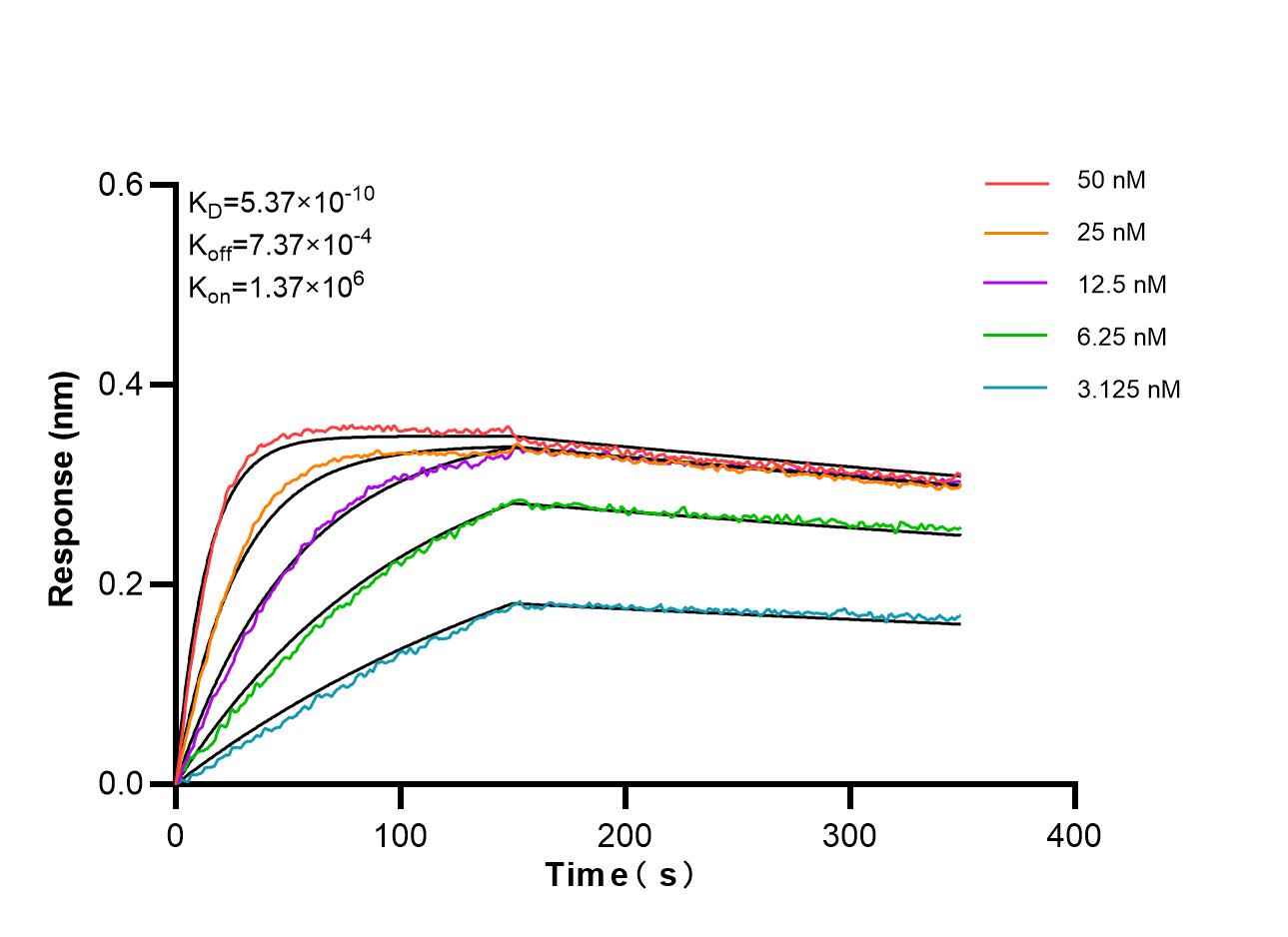 Biolayer interferometry (BLl) kinetic assays of <a class='green' href='/productredirect?CatalogNo=87300-3-RR' target='_blank'>87300-3-RR</a> against Human PALMD were performed. The affinity constant is 0.537 nM. Affinity of 87300-3-RR