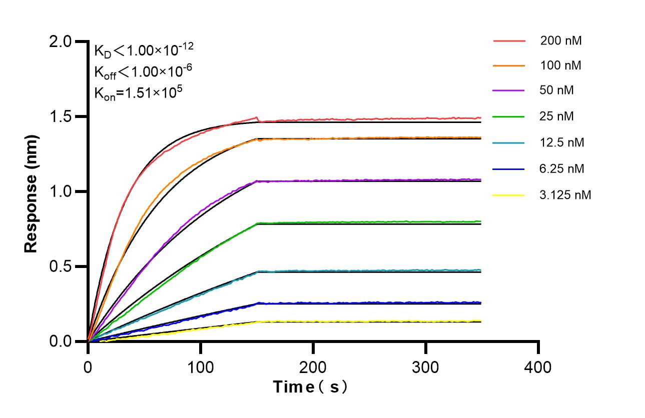 Biolayer interferometry (BLl) kinetic assays of <a class='green' href='/productredirect?CatalogNo=87302-4-RR' target='_blank'>87302-4-RR</a> against Human ATP6V1B2 were performed. The affinity constant is below 1 pM. Affinity of 87302-4-RR