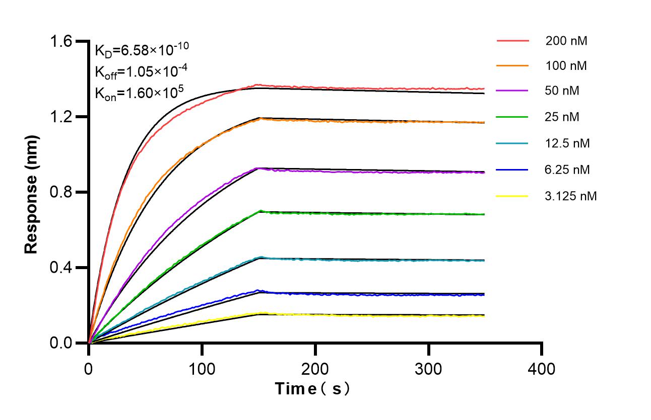 Biolayer interferometry (BLl) kinetic assays of <a class='green' href='/productredirect?CatalogNo=87310-1-RR' target='_blank'>87310-1-RR</a> against Mouse CD316/IGSF8 were performed. The affinity constant is 0.658 nM. Affinity of 87310-1-RR