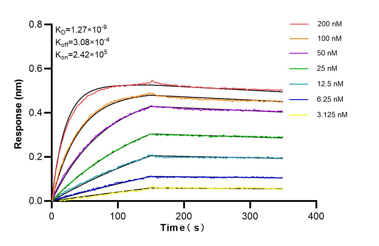 Biolayer interferometry (BLl) kinetic assays of <a class='green' href='/productredirect?CatalogNo=87332-1-RR' target='_blank'>87332-1-RR</a> against Human TLE1 were performed. The affinity constant is 1.29 nM. Affinity of 87332-1-RR