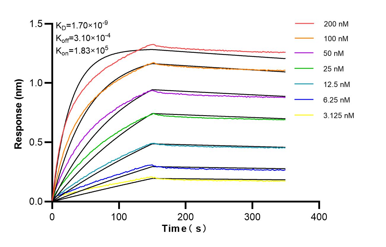 Affinity of 87334-1-RR Affinity of 87334-1-RR