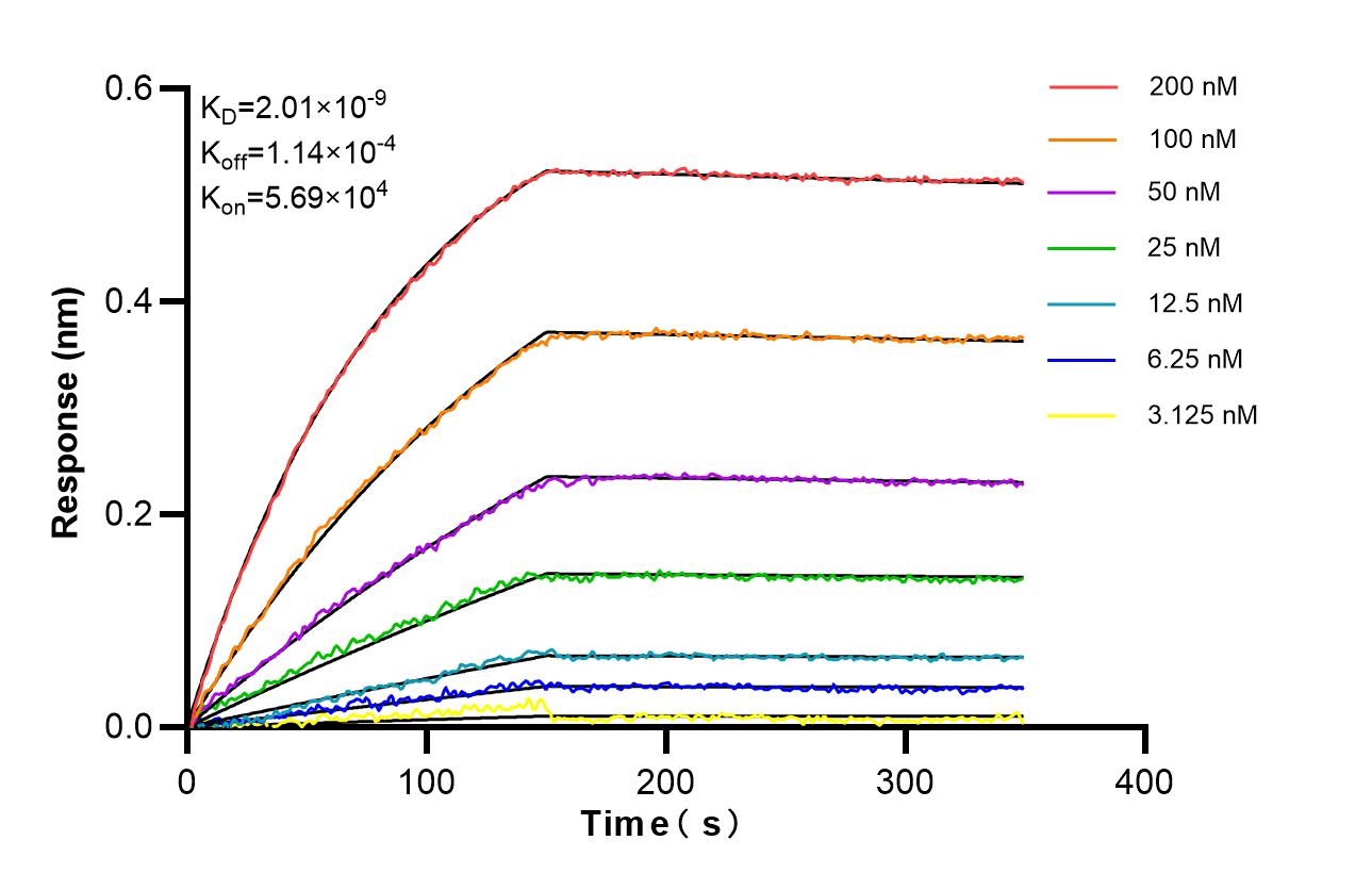 Biolayer interferometry (BLl) kinetic assays of <a class='green' href='/productredirect?CatalogNo=87335-1-RR' target='_blank'>87335-1-RR</a> against Human VDR were performed. The affinity constant is 2.01 nM. Affinity of 87335-1-RR