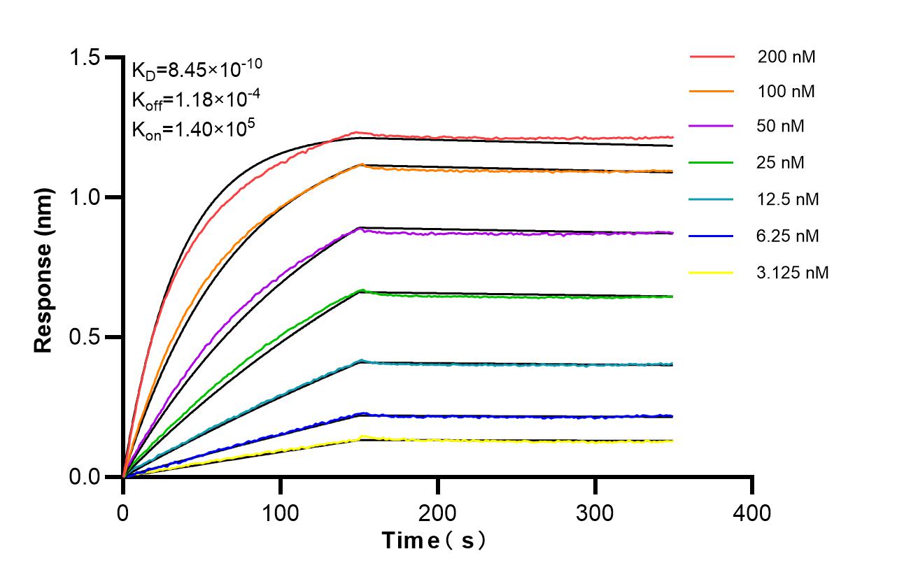Affinity of 87358-1-RR