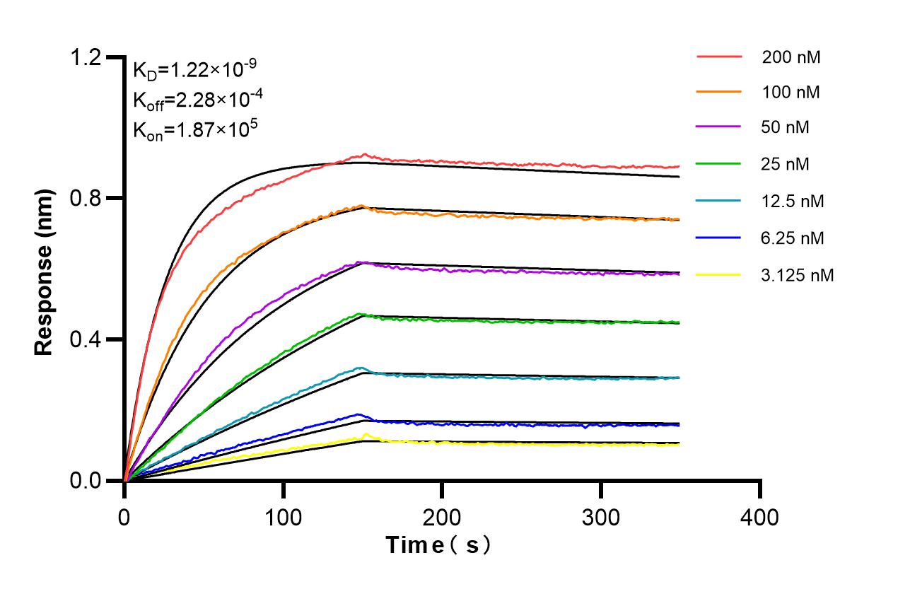 Biolayer interferometry (BLl) kinetic assays of <a class='green' href='/productredirect?CatalogNo=87362-1-RR' target='_blank'>87362-1-RR</a> against Human EPHA1 were performed. The affinity constant is 1.22 nM. Affinity of 87362-1-RR