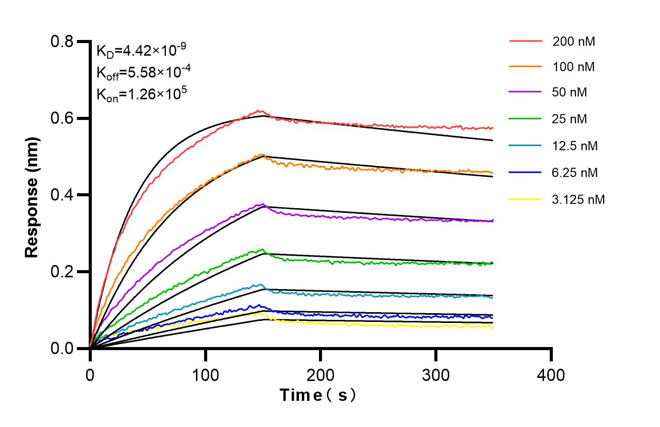 Affinity of 87374-1-RR Affinity of 87374-1-RR