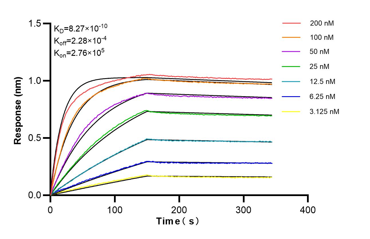 Affinity of 87380-1-RR Affinity of 87380-1-RR