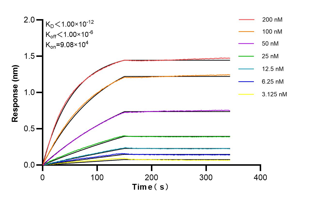Affinity of 87383-1-RR Affinity of 87383-1-RR