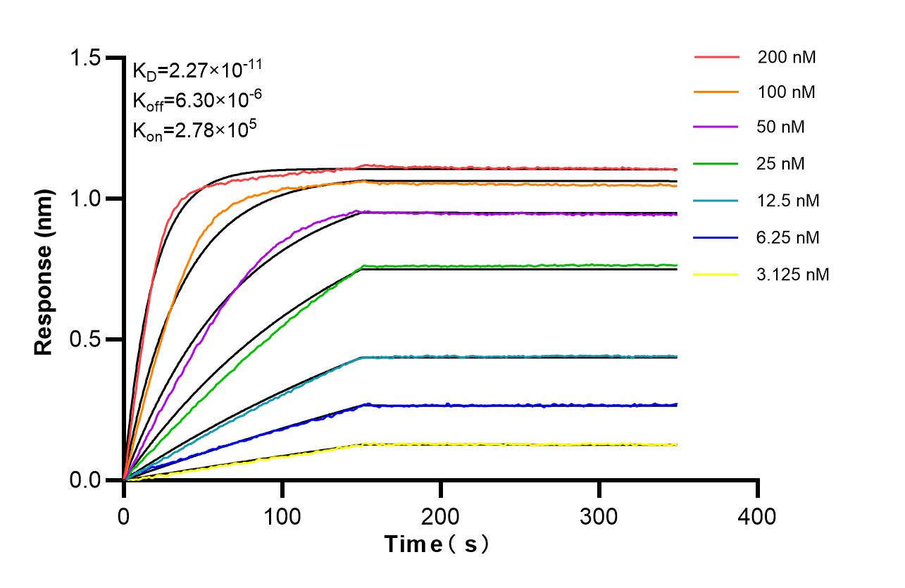 Affinity of 87392-1-RR Affinity of 87392-1-RR