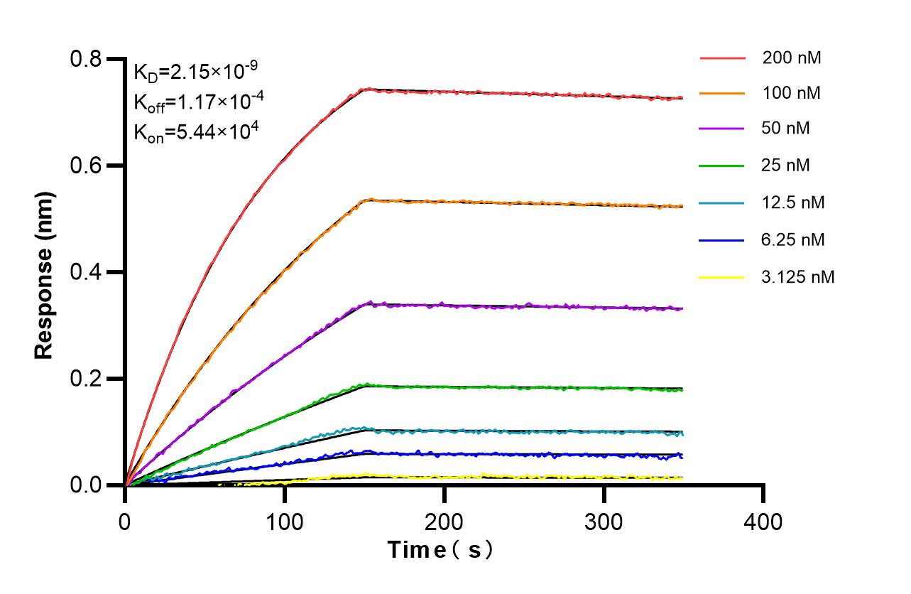 Affinity of 87398-1-RR Affinity of 87398-1-RR