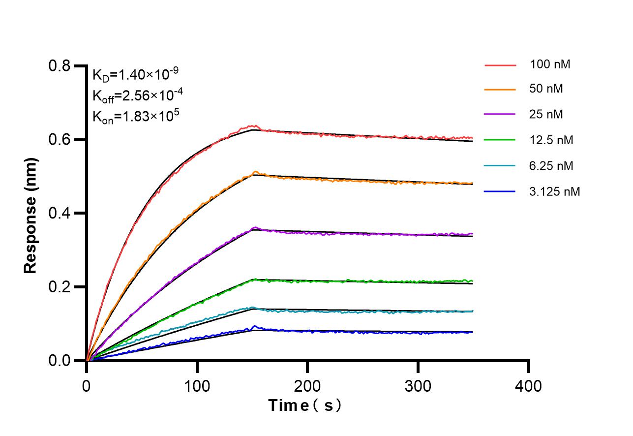 Biolayer interferometry (BLl) kinetic assays of 87399-1-RR against Mouse CD297/ART4 were performed. The affinity constant is 1.40 nM. Affinity of 87399-1-RR