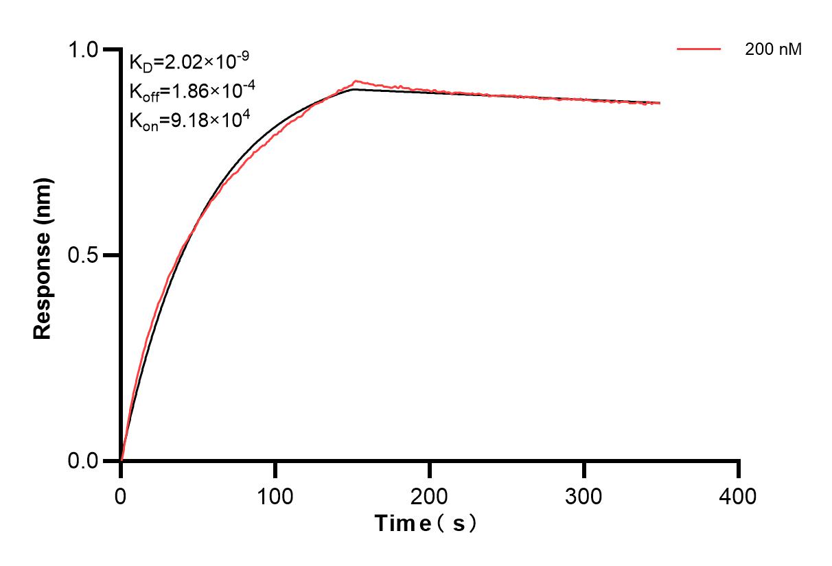 Biolayer interferometry (BLl) kinetic assay of 87426-2-PBS against Human DSG2 was performed. The affinity constant is 2.02 nM. Affinity of 87426-2-PBS