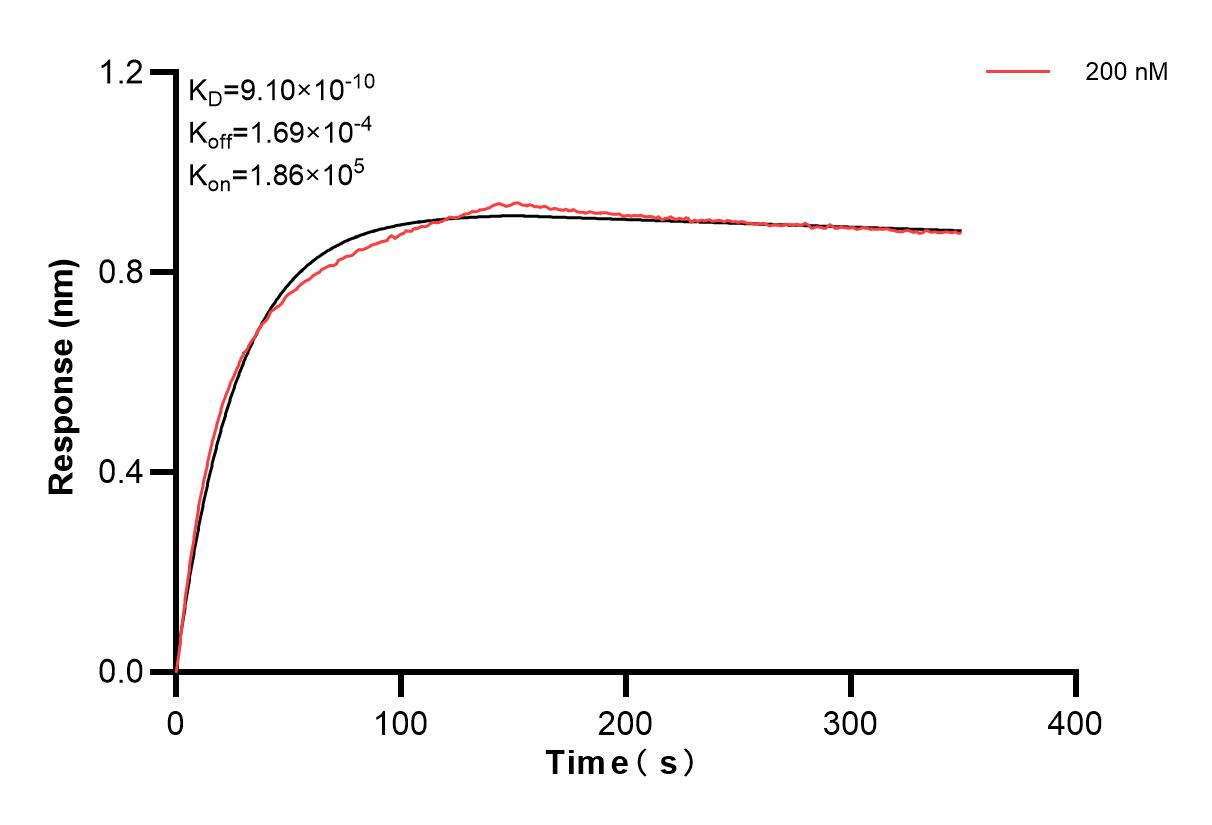 Biolayer interferometry (BLl) kinetic assay of 87426-3-PBS against Human DSG2 was performed. The affinity constant is 0.91 nM. Affinity of 87426-3-PBS