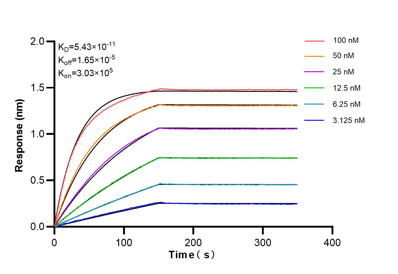 Biolayer interferometry (BLl) kinetic assays of 87433-1-RR against Mouse CD315/PTGFRN were performed. The affinity constant is 54.3 pM. Affinity of 87433-1-RR