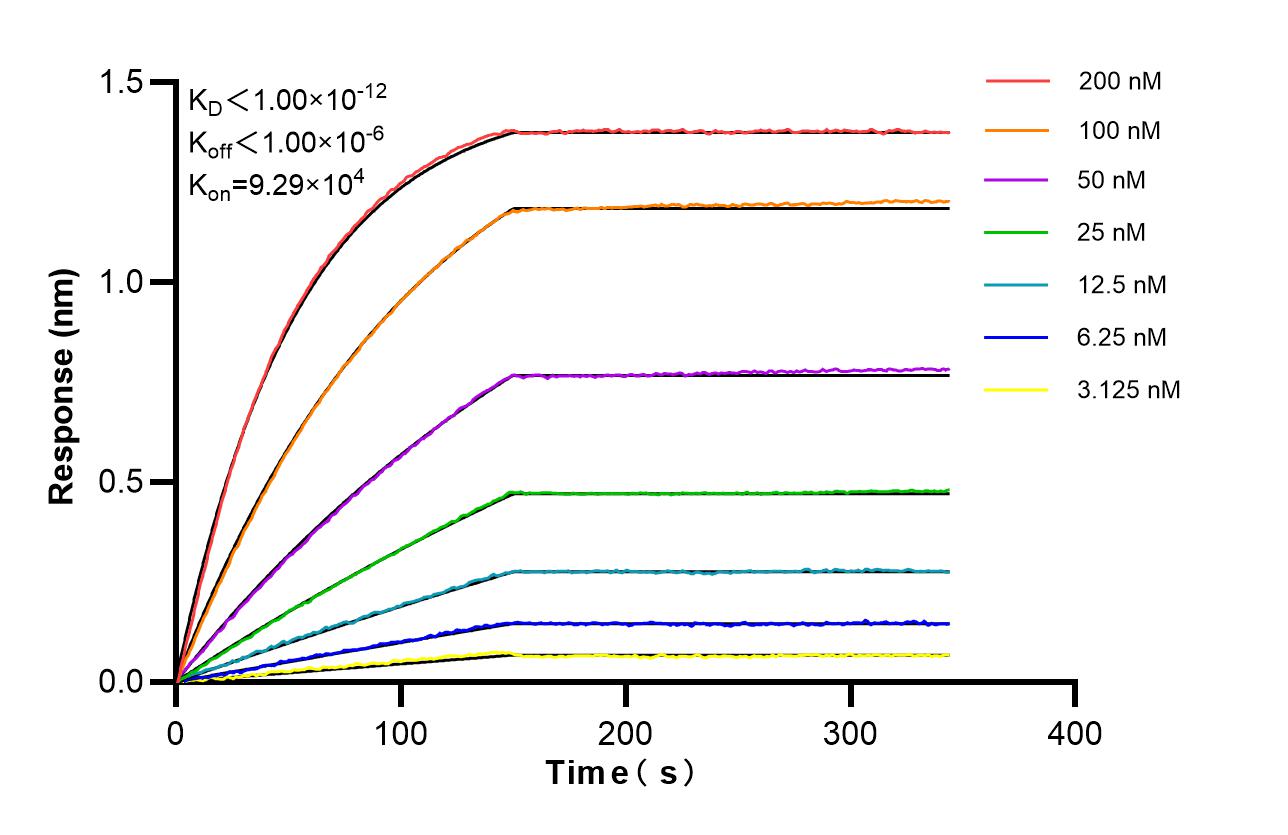 Biolayer interferometry (BLl) kinetic assays of <a class='green' href='/productredirect?CatalogNo=87443-1-RR' target='_blank'>87443-1-RR</a> against Human ALLC were performed. The affinity constant is below 1 pM. Affinity of 87443-1-RR