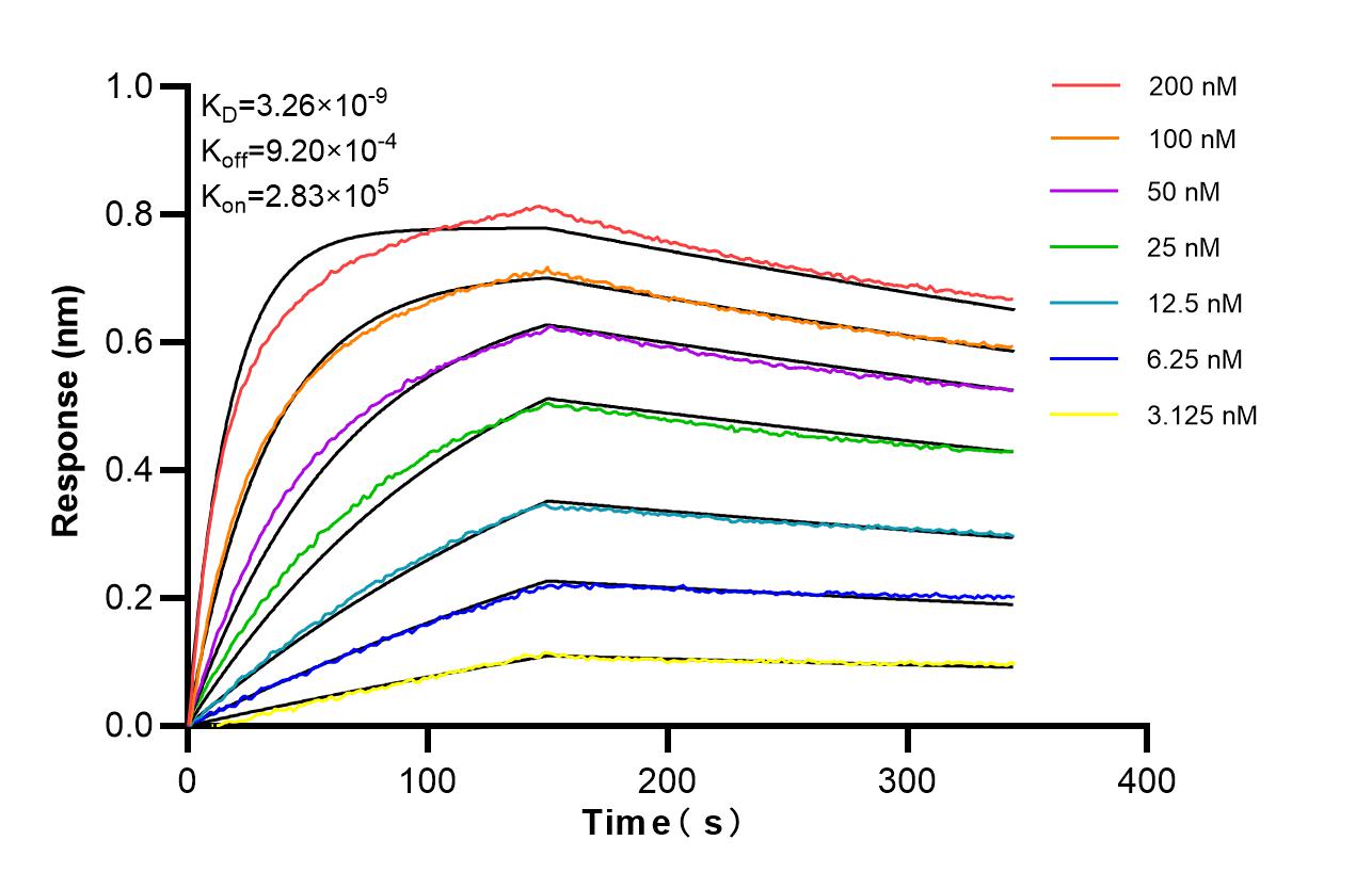 Affinity of 87454-1-RR Affinity of 87454-1-RR