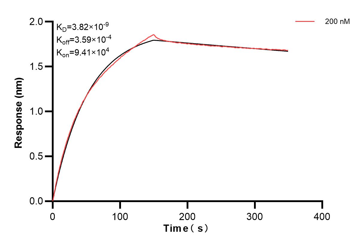 Biolayer interferometry (BLl) kinetic assay of 87458-2-PBS against Human PLAU/uPA was performed. The affinity constant is 3.82 nM. Affinity of 87458-2-PBS