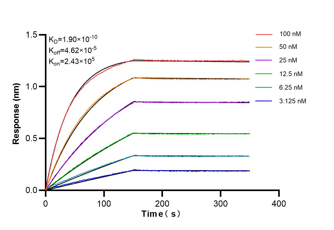 Affinity of 87468-1-RR Affinity of 87468-1-RR