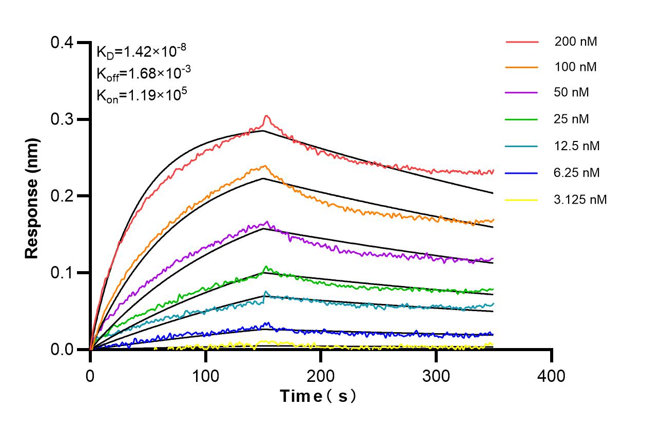 Affinity of 87481-2-RR Affinity of 87481-2-RR